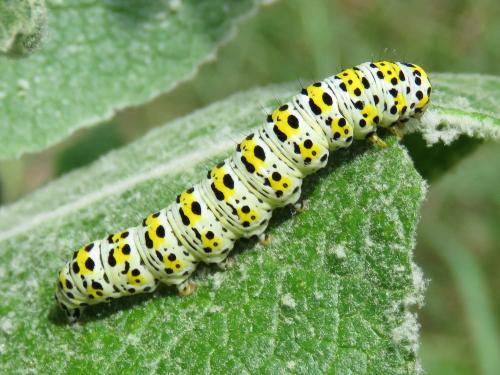 Réf. 207 702 : Cucullia verbasci